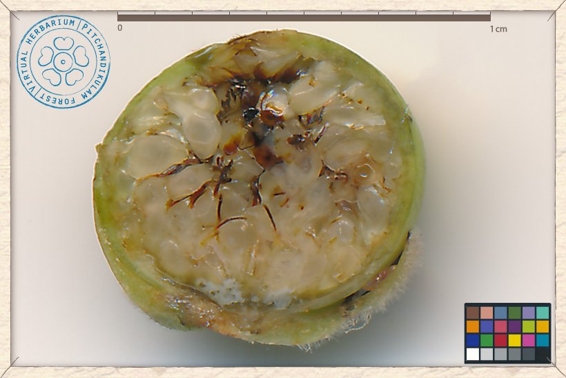 Ficus religiosa syconium section : enclosing the tiny male and female flowers