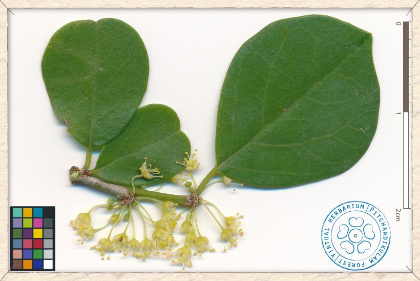 Flueggea leucopyrus inflorescences (male)