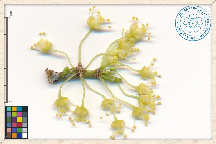 Flueggea leucopyrus inflorescences (male)