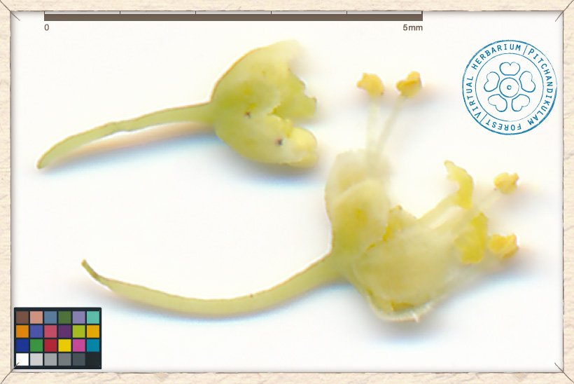 Flueggea leucopyrus male flowers