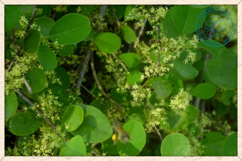 Flueggea leucopyrus in bloom