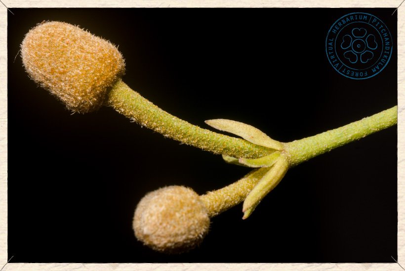 Grewia carpinifolia flower buds