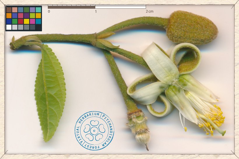 Grewia carpinifolia cyme