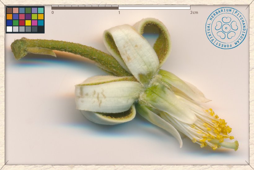 Grewia carpinifolia flower