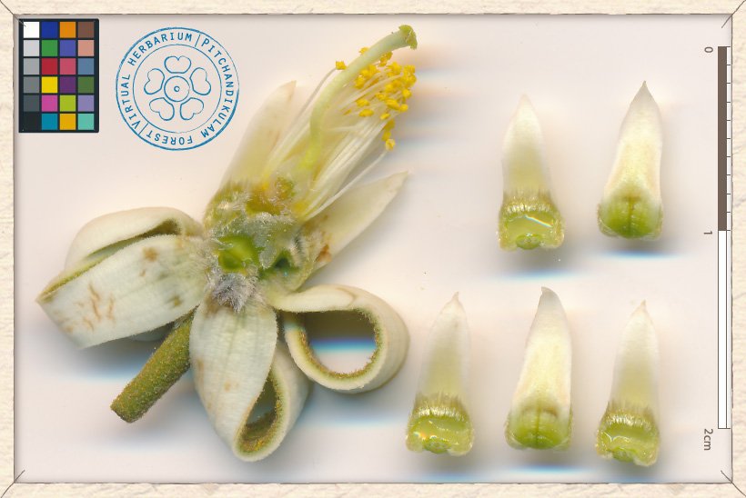 Grewia carpinifolia flower structures