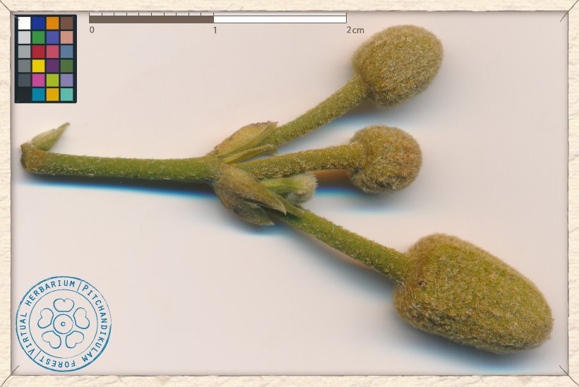 Grewia carpinifolia flower buds