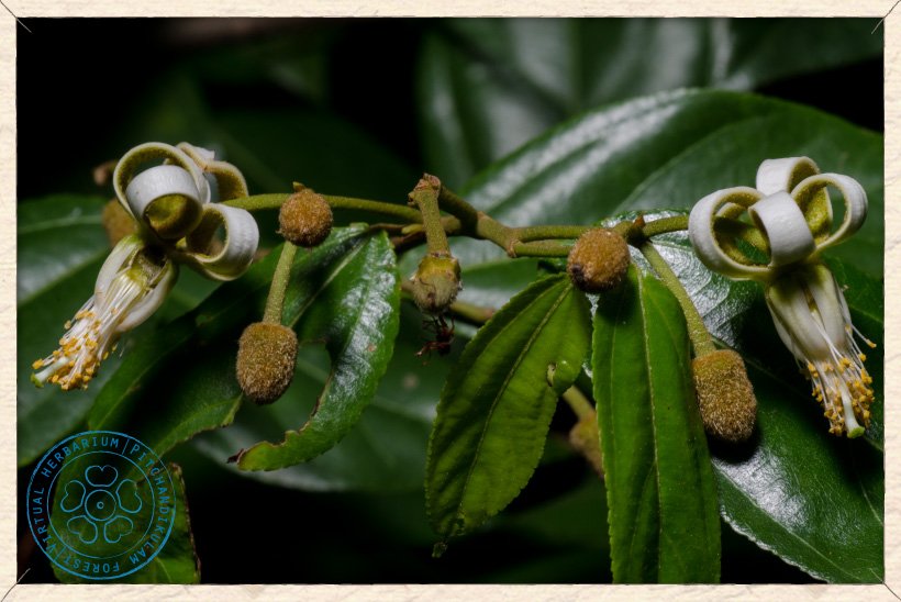 Grewia carpinifolia flowers and buds