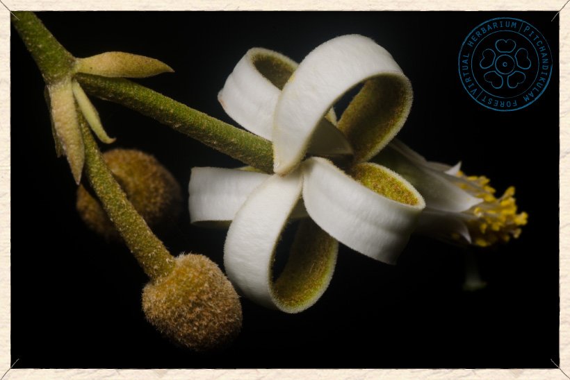 Grewia carpinifolia flower and buds