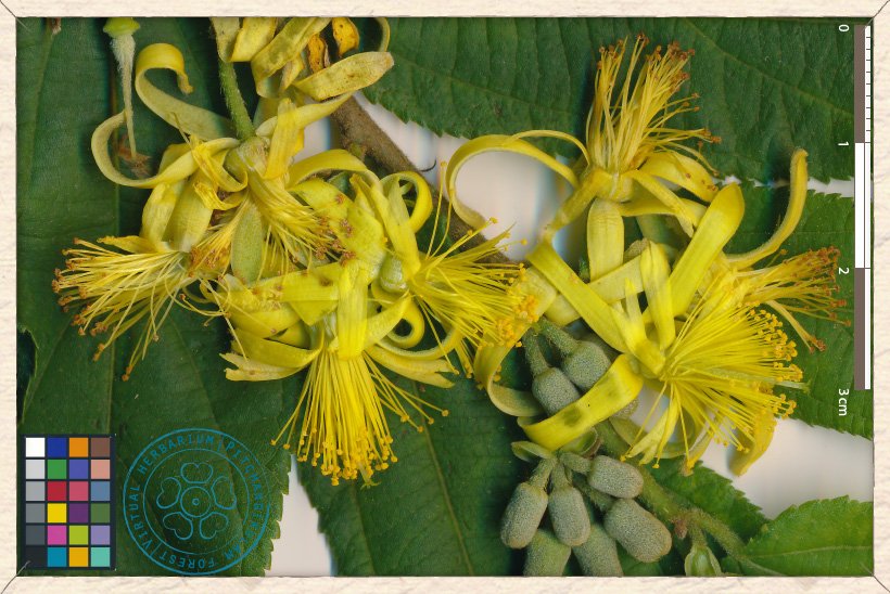 Grewia flavescens flowers in bloom and buds