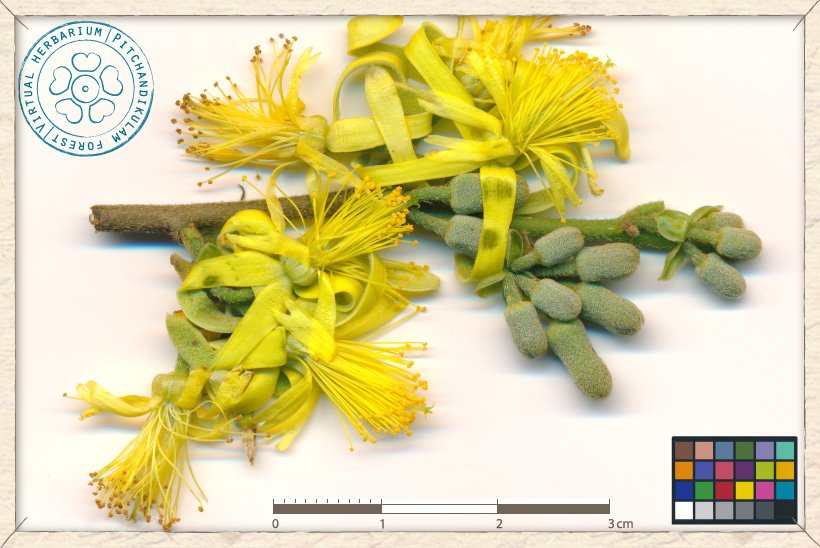 Grewia flavescens flowers in bloom and buds