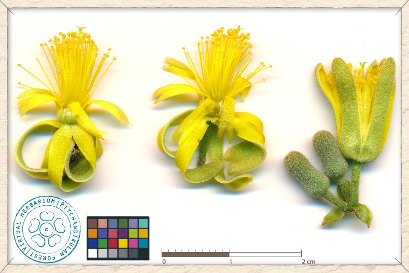 Grewia flavescens flowers and buds cluster on the right (a cyme)