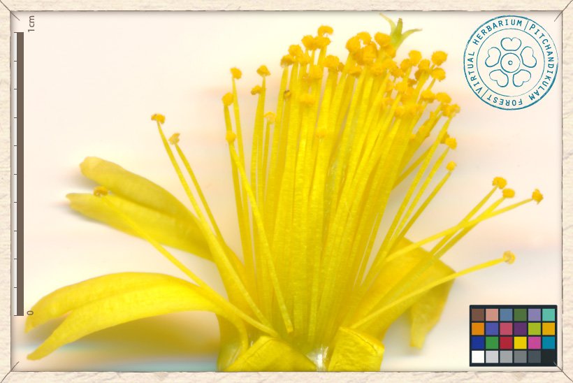 Grewia flavescens reproductive structures : numerous stamens and a trifid pistil