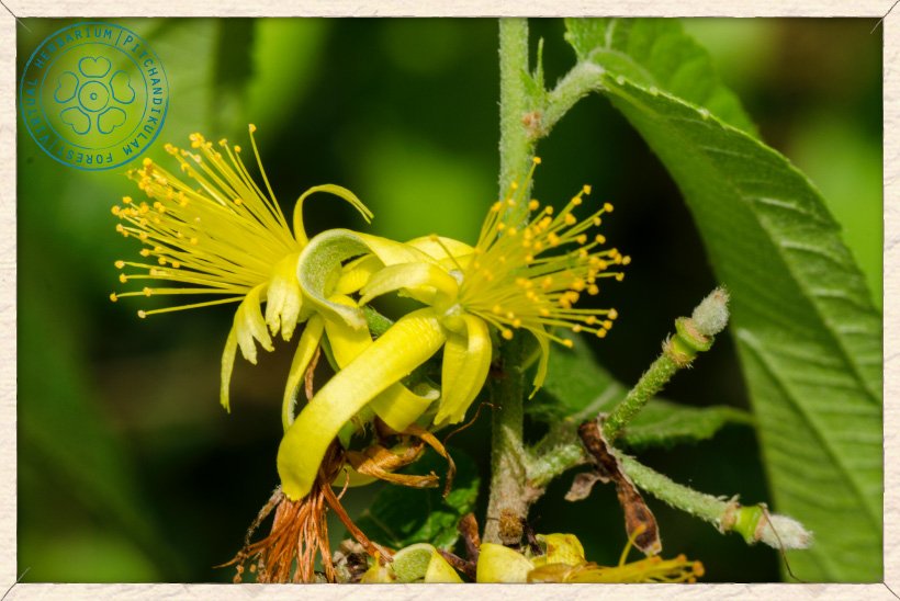 Grewia flavescens flowers cluster