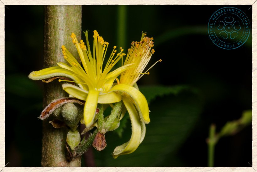 Grewia flavescens flowers in bloom