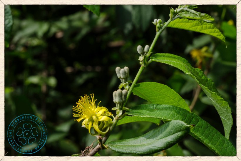 Grewia flavescens flower and buds