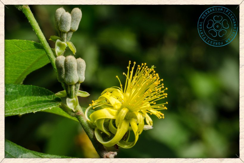 Grewia flavescens flower and buds