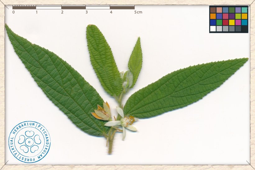 Grewia hirsuta blossoming twig