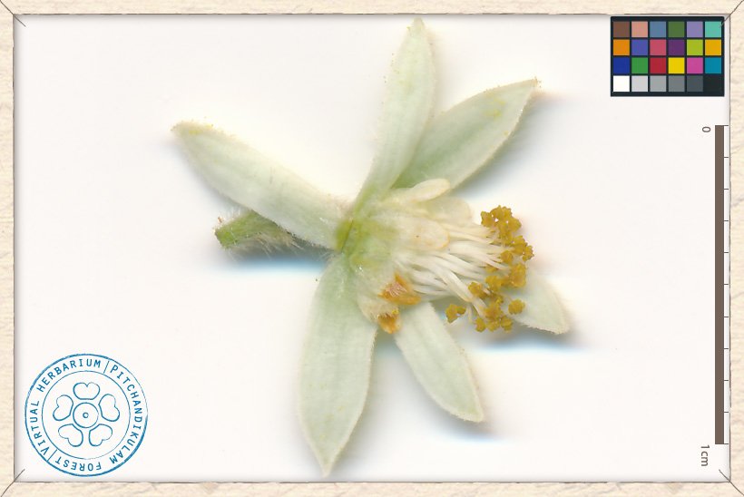 Grewia hirsuta flower (upper side)