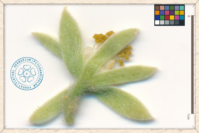 Grewia hirsuta flower (lower side)