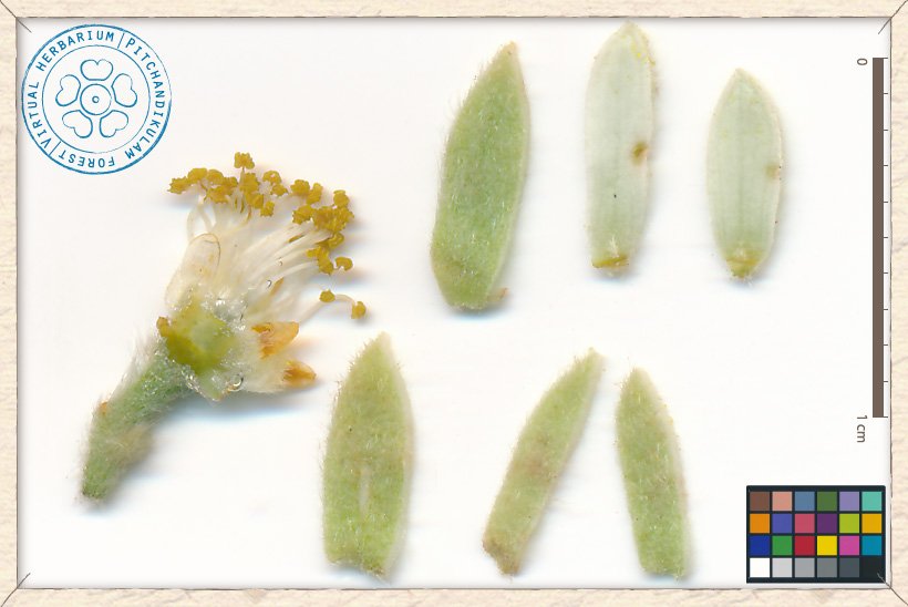 Grewia hirsuta flower structures