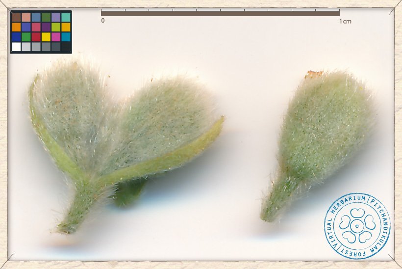 Grewia hirsuta flower buds