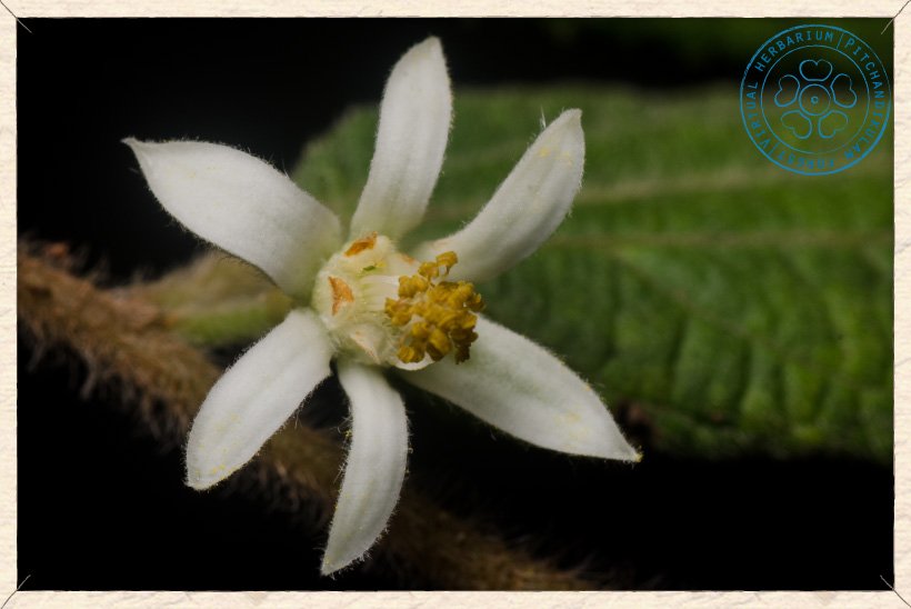 Grewia hirsuta flower