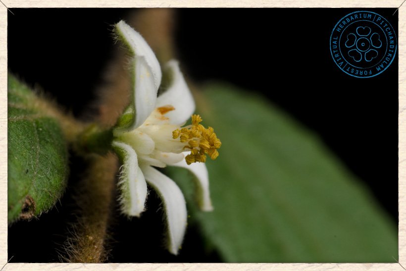 Grewia hirsuta flower