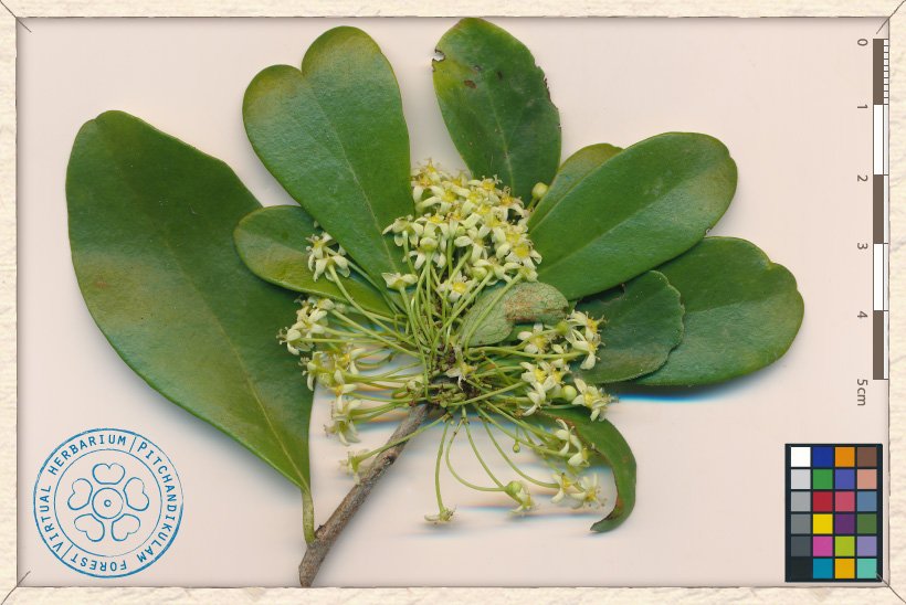 Gymnosporia emarginata blooming branchlet