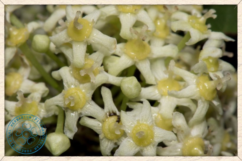 Gymnosporia emarginata flowers