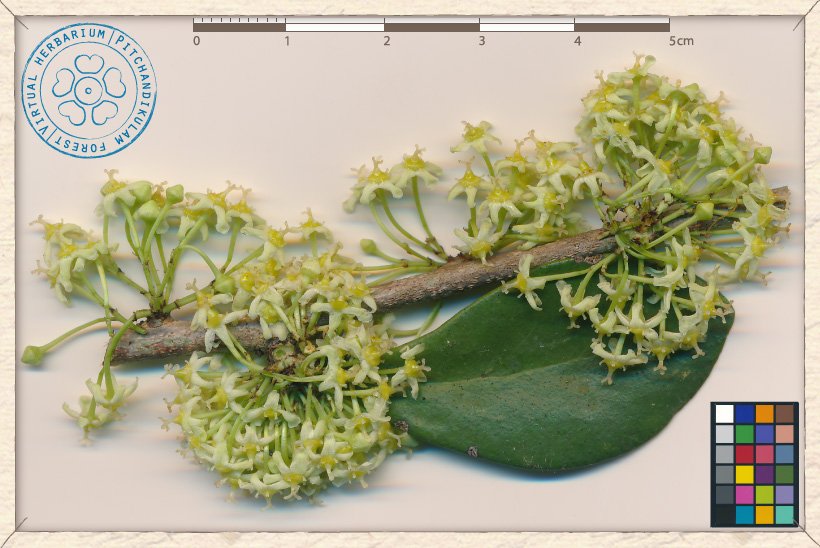 Gymnosporia emarginata inflorescences