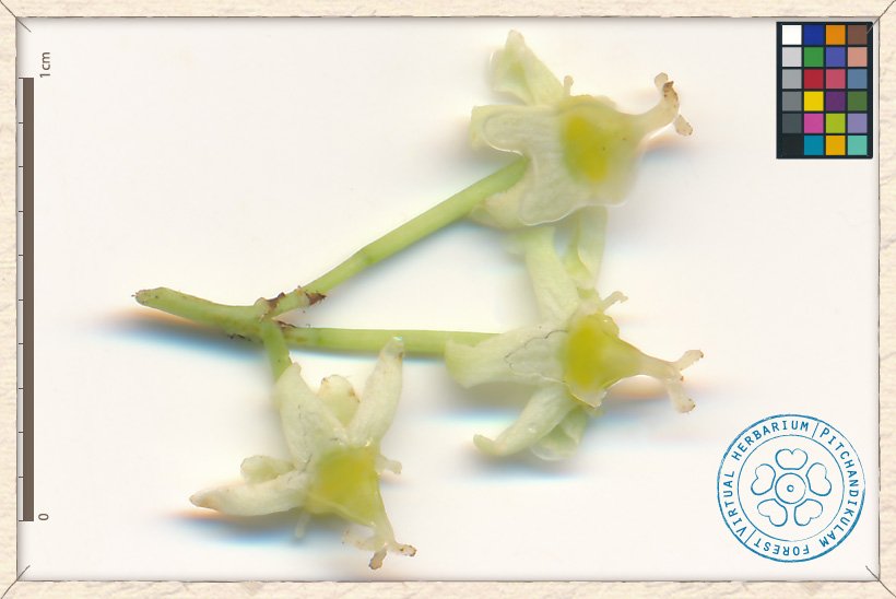 Gymnosporia emarginata flowers