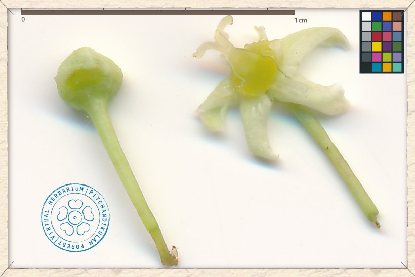 Gymnosporia emarginata flower (flower bud on the left)