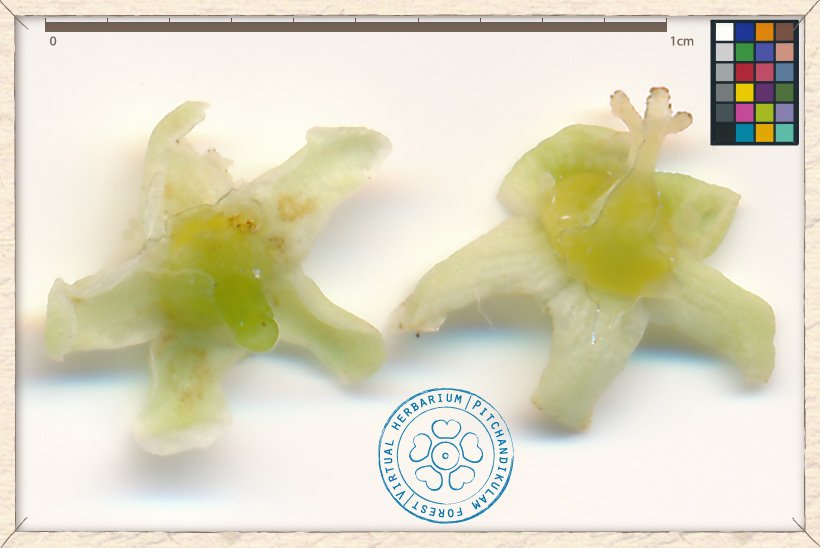 Gymnosporia emarginata flower (lower and upper side)