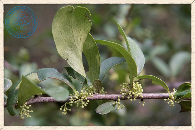 Gymnosporia emarginata inflorescences in buds