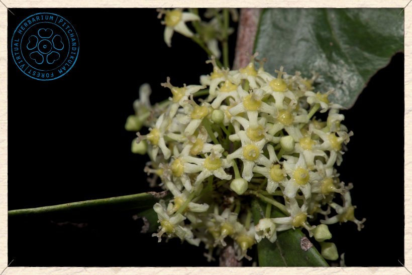 Gymnosporia emarginata inflorescence