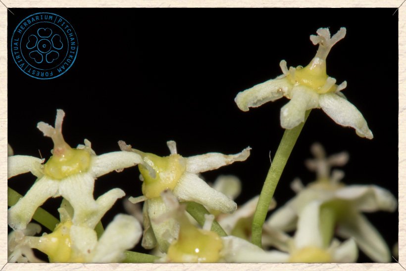 Gymnosporia emarginata flowers