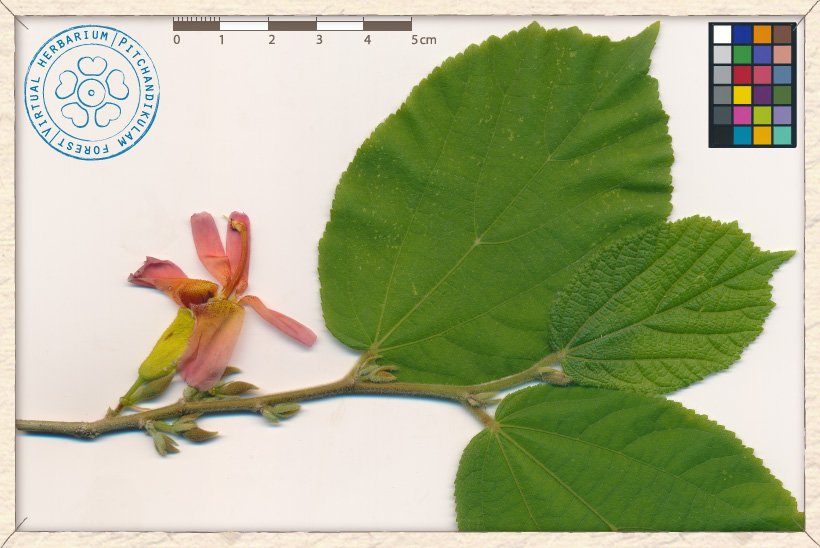 Helicteres isora blossoming branchlet