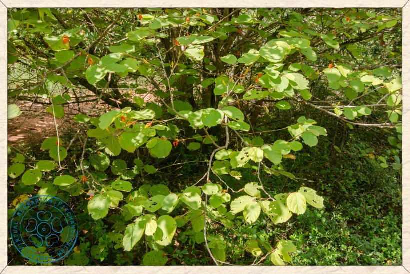 Helicteres isora in bloom