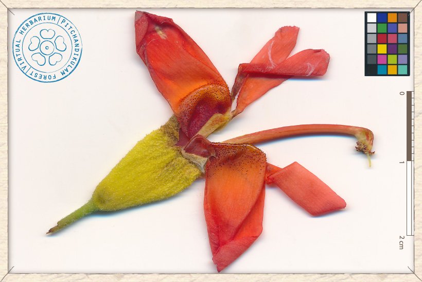 Helicteres isora flower