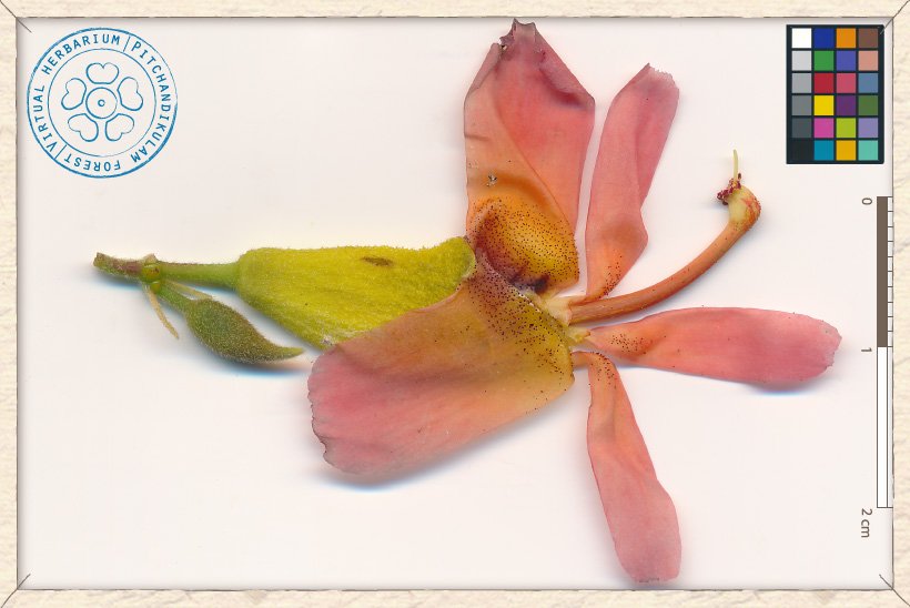 Helicteres isora flower