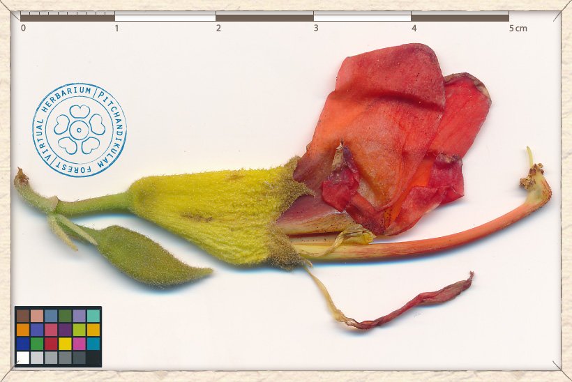 Helicteres isora flower and bud