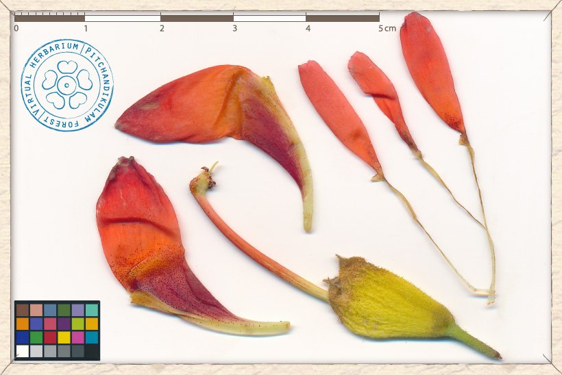 Helicteres isora flower structures