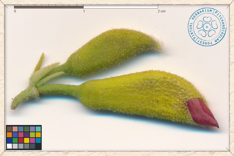 Helicteres isora flower buds