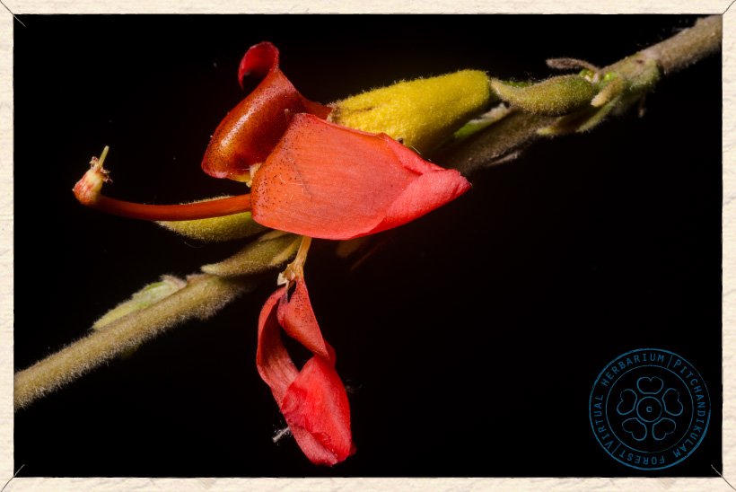 Helicteres isora flower