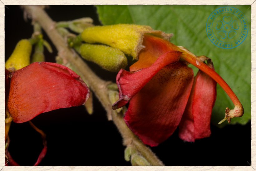 Helicteres isora flower