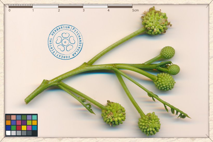 Leucaena leucocephala inflorescences (in buds)