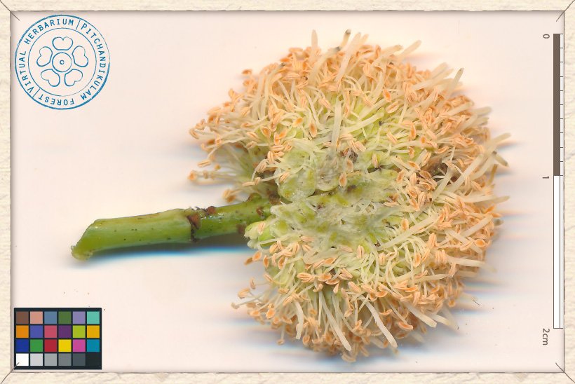 Leucaena leucocephala inflorescence