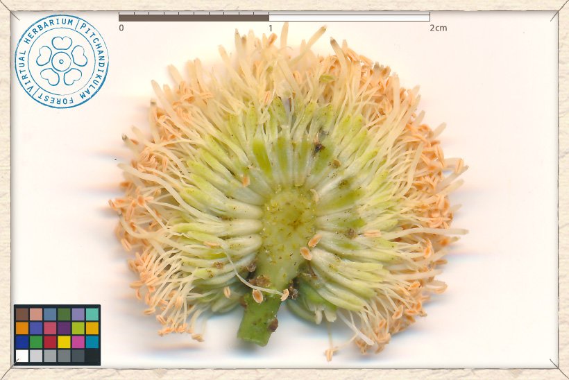 Leucaena leucocephala inflorescence section