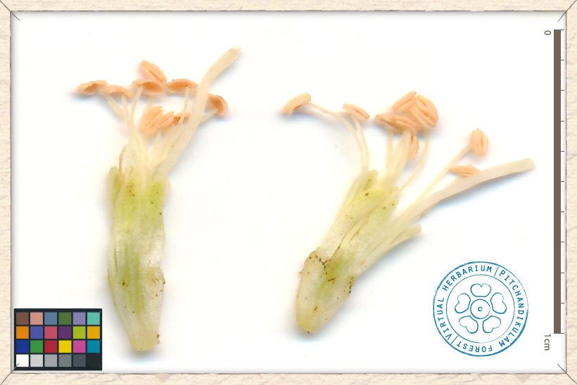 Leucaena leucocephala flowers