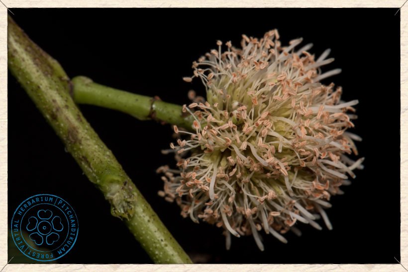 Leucaena leucocephala inflorescence